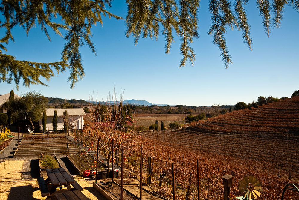 Vineyard
