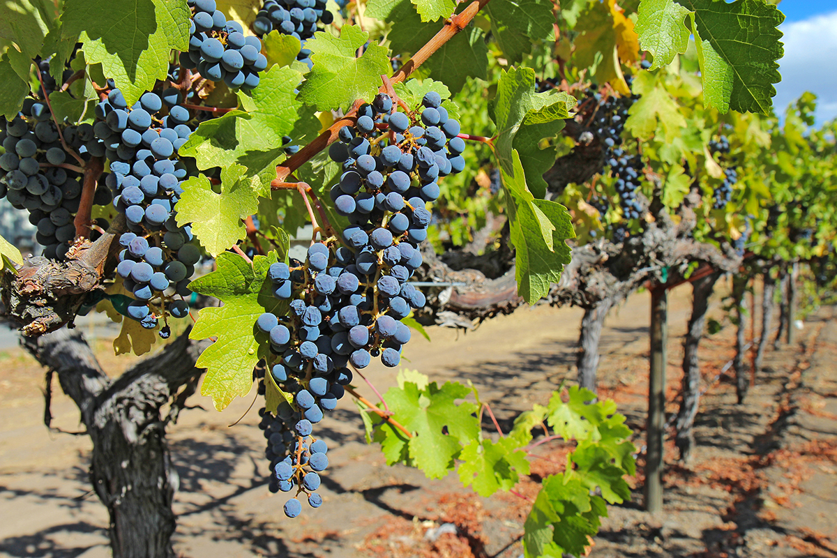 Grapes on the vine, Napa Valley of California